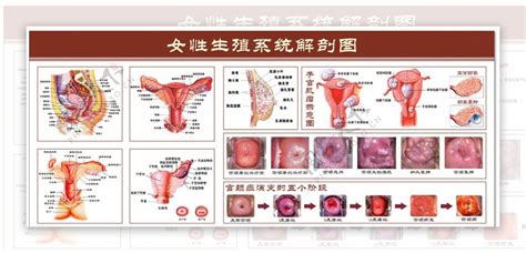 真人女生下面|女性生殖系统解剖图（建议收藏）